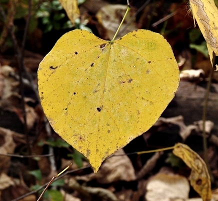 {Cercis canadensis}
